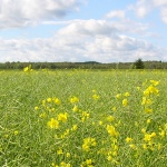 McKercher LLP Agriculture and Agribusiness
